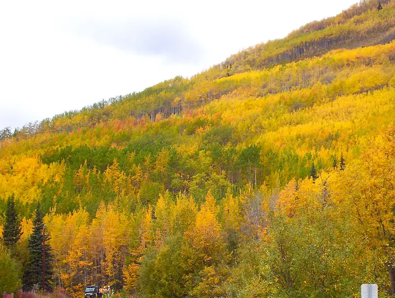 A mountainside patched with clonal aspen colonies turning different shades of autumn color.