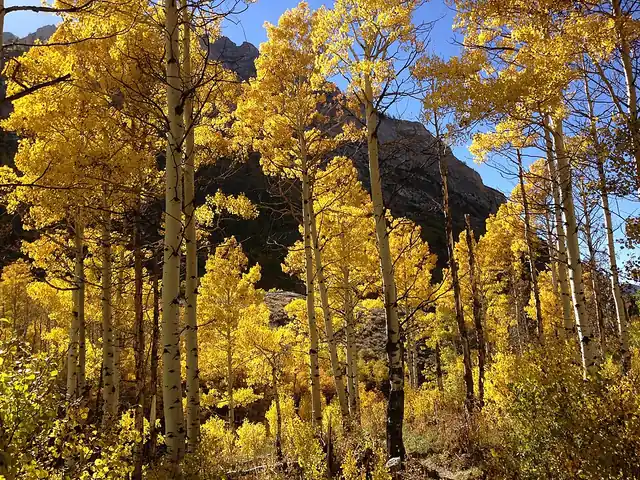 A stand of quaking aspens with white trunks and golden autumn leaves along a canyon trail.