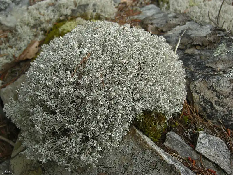 A close view of reindeer lichen showing its fine, coral-like branching structure.