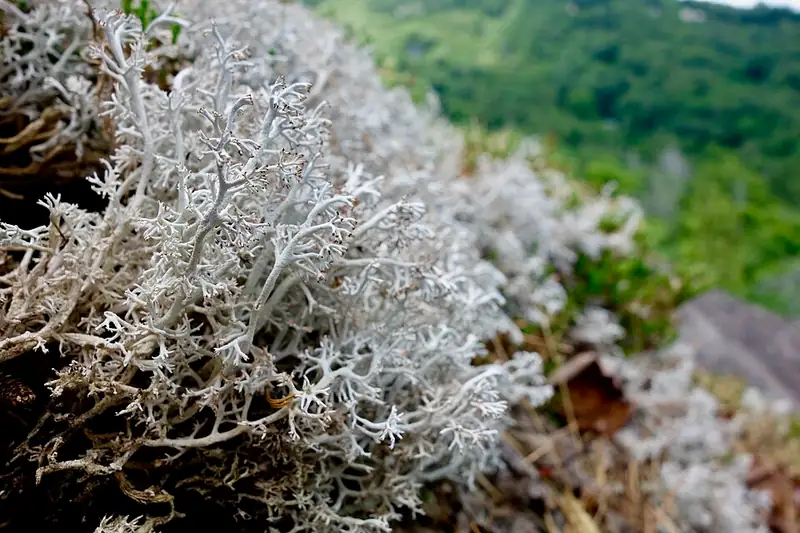 A pale gray-green mat of branching, spongy reindeer lichen spreading over the ground.