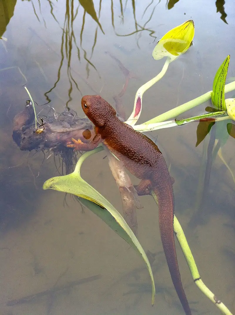 A rough-skinned newt seen from above, showing its warty brown back.