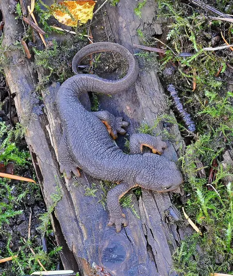 A rough-skinned newt with brown, granular skin and a bright orange belly, resting on damp ground.