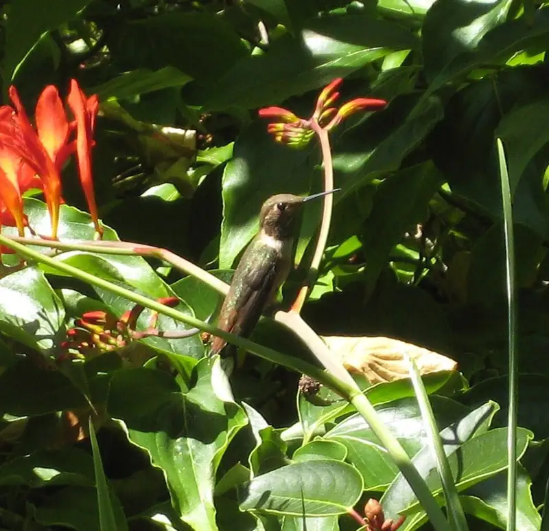 A female rufous hummingbird resting on an orange Crocosmia flower.