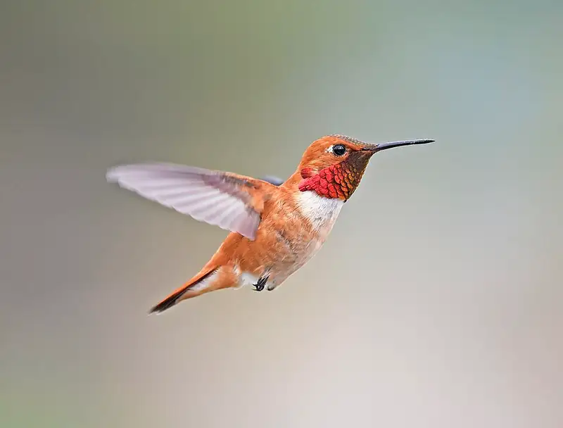 A male rufous hummingbird with an orange throat and back, perched on a thin branch.