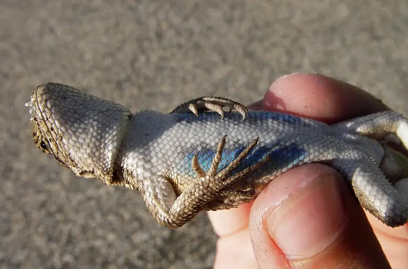 The underside of a male sagebrush lizard, showing bright blue patches on the throat and belly.