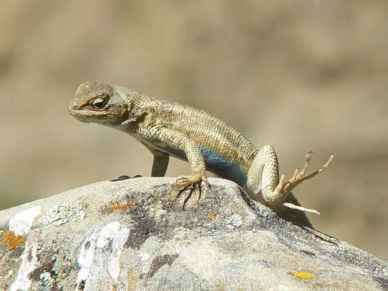 A gray-brown sagebrush lizard resting on light-colored ground.