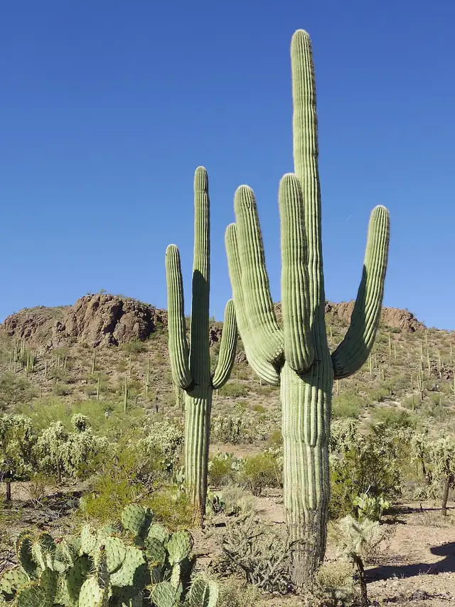 A tall saguaro cactus with several upturned arms standing against the desert sky.