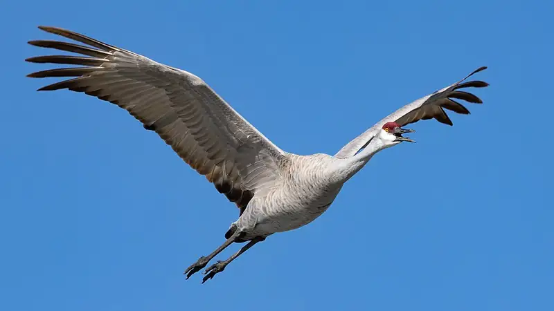 A sandhill crane in flight with wings spread and legs trailing behind.