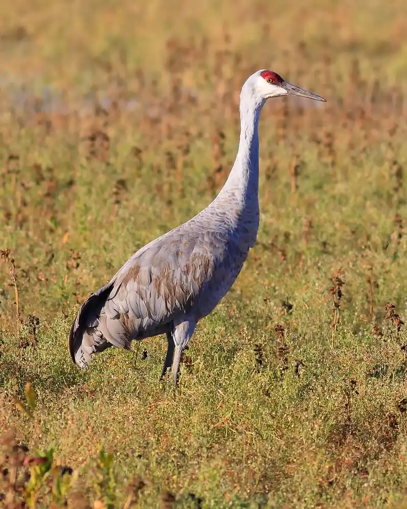 A sandhill crane standing in a field, tall and gray with a red patch on its forehead.