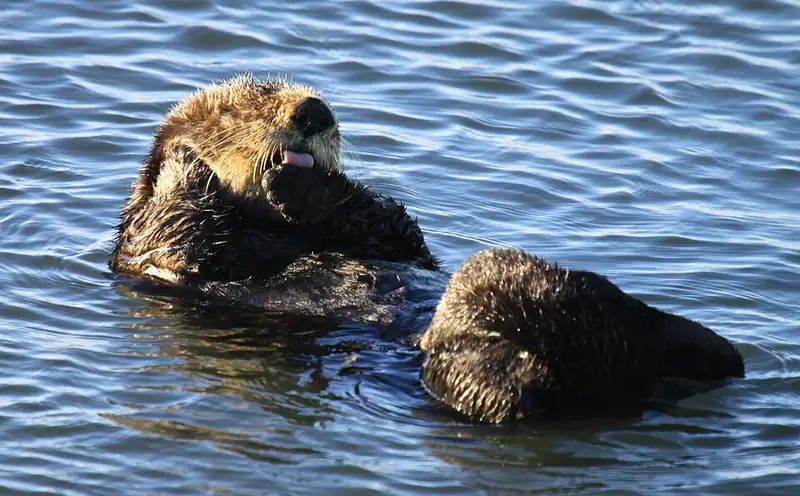 Two sea otters floating on their backs in the water, one grooming its face with a paw and tongue.