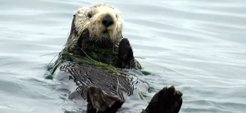 A sea otter floats on its back wrapped in strands of kelp, both forepaws raised out of the water.