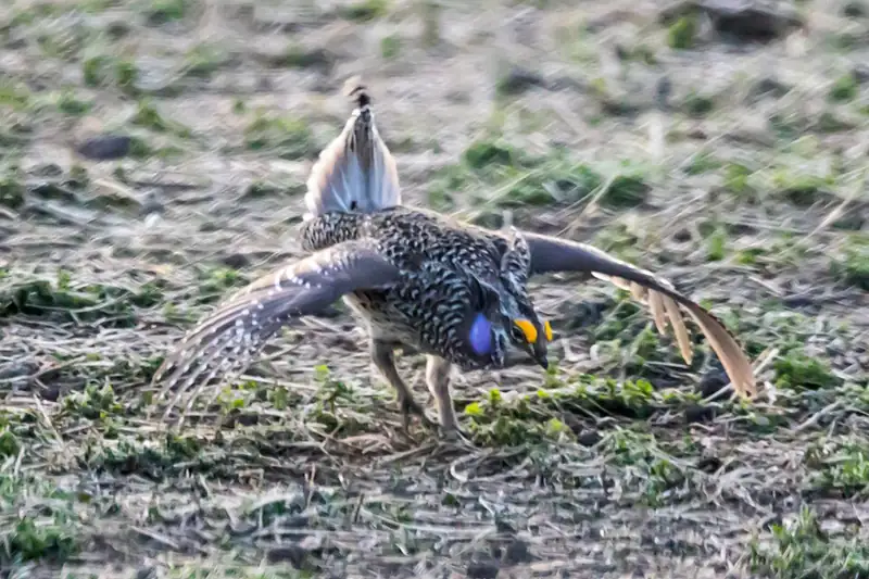 A sharp-tailed grouse standing on open ground, showing its pointed tail and speckled feathers.