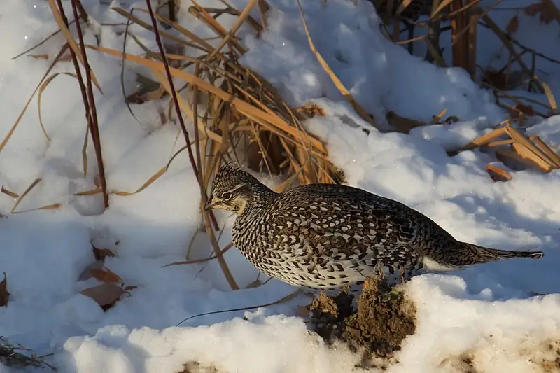 A sharp-tailed grouse standing in snow, its mottled brown and white feathers blending with the ground.