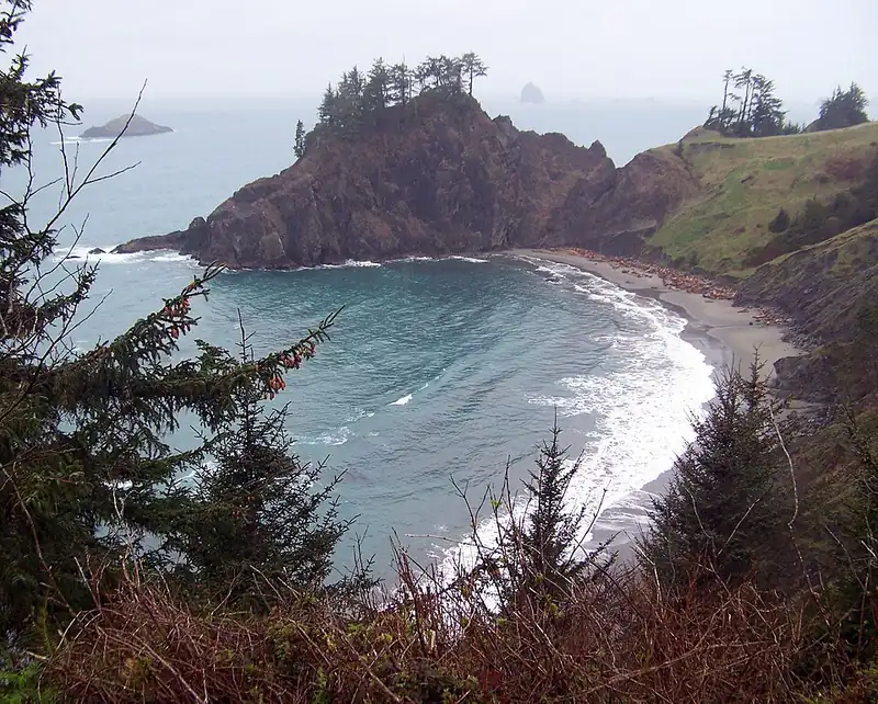 A large Sitka spruce standing on a windy coastal headland.