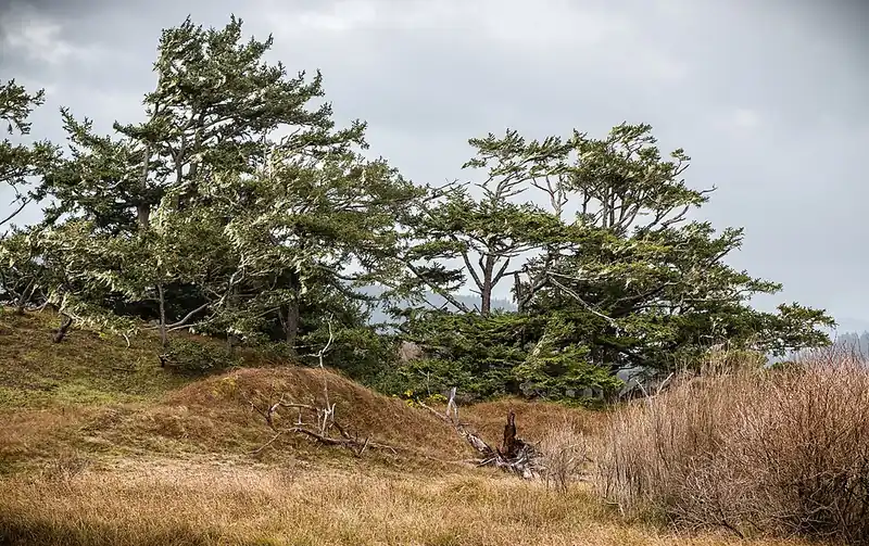 A tall Sitka spruce tree with a wide base rising in a coastal forest.