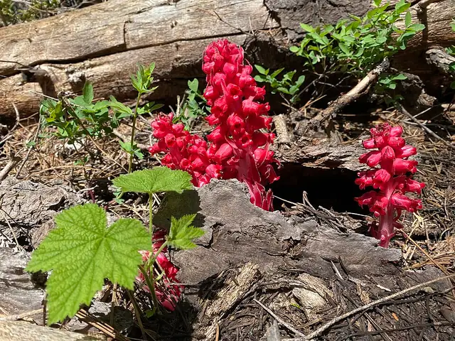 Close view of the red bell-shaped flowers along a snow plant stalk.