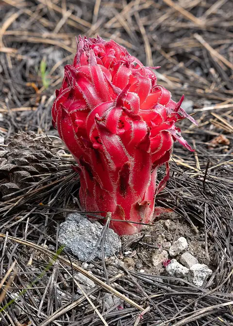 A bright red snow plant stalk emerging from the forest floor in Lassen Volcanic National Park.