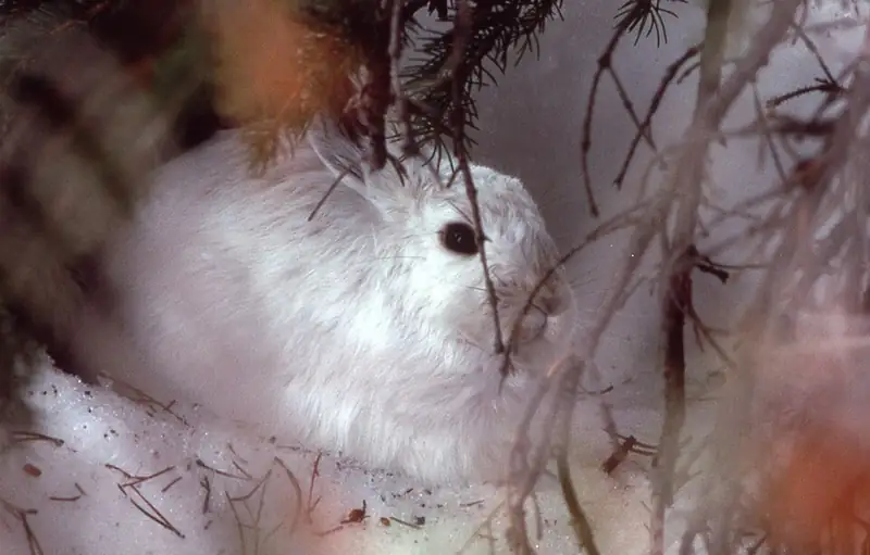 A snowshoe hare in full white winter coat, nearly hidden among snowy branches.