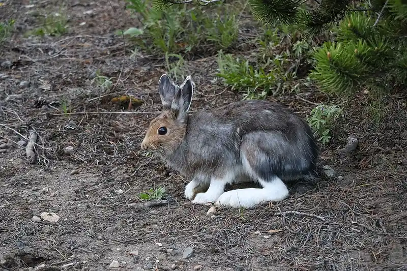 A snowshoe hare in its brown summer coat resting on bare ground under a pine branch, its white feet showing at the base of its legs.