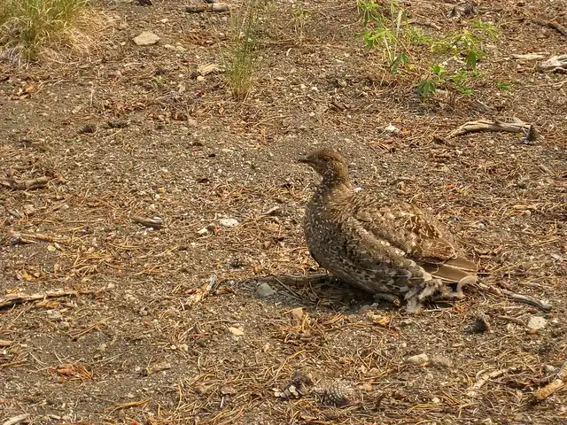 A female sooty grouse standing in low vegetation, her plumage mottled brown and gray.