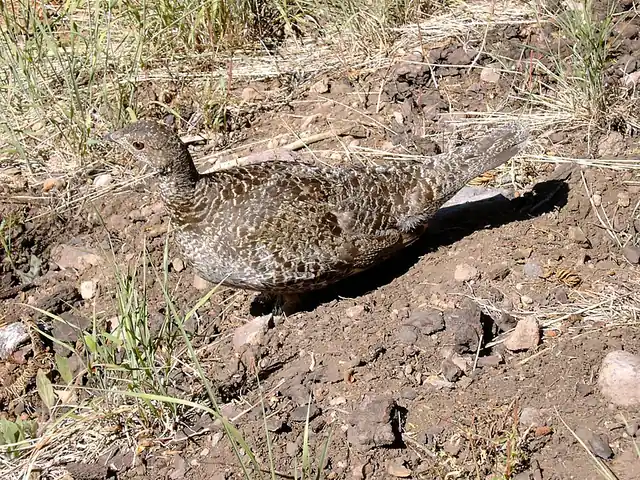 A sooty grouse standing on the forest floor among leaf litter and low plants.