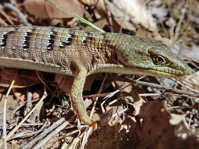 A southern alligator lizard on leaf litter at Stebbins Cold Canyon Reserve, California.