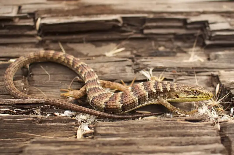 A southern alligator lizard with ridged scales and a long tail resting on bare ground.