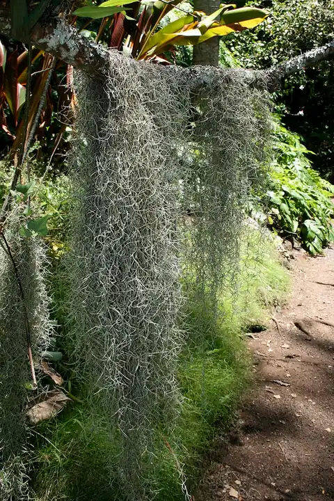 Close view of Spanish moss strands, thin and curling, hanging in a soft gray tangle.