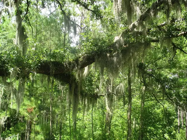 Long gray strands of Spanish moss hanging from the limb of a tree.