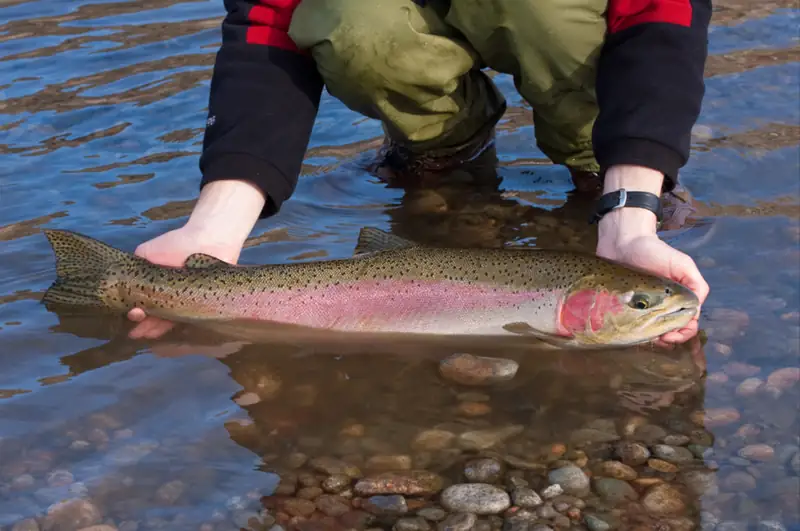 A wild steelhead held in two hands at a fish hatchery on the Methow River in Washington.