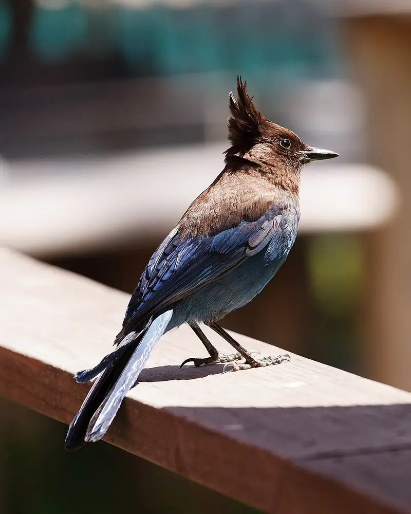 A Steller's jay standing on the ground at Big Sur, California.