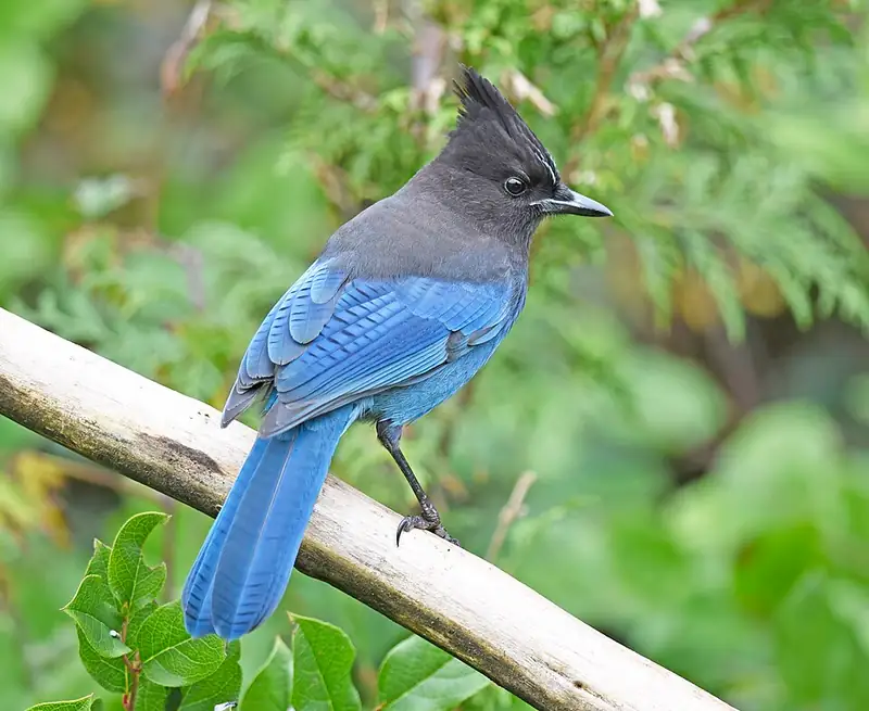 A Steller's jay perched on a branch, deep blue with a black head and raised crest.