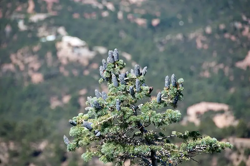 The top of a subalpine fir branch covered in rows of upright, dark purple-blue cones, mountains in the background.