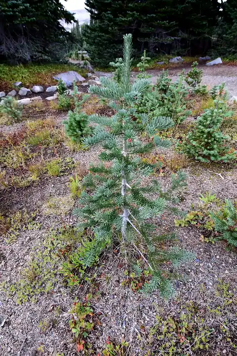 A young subalpine fir with a narrow, spire-like shape growing among rocks and low shrubs at a high-elevation site.