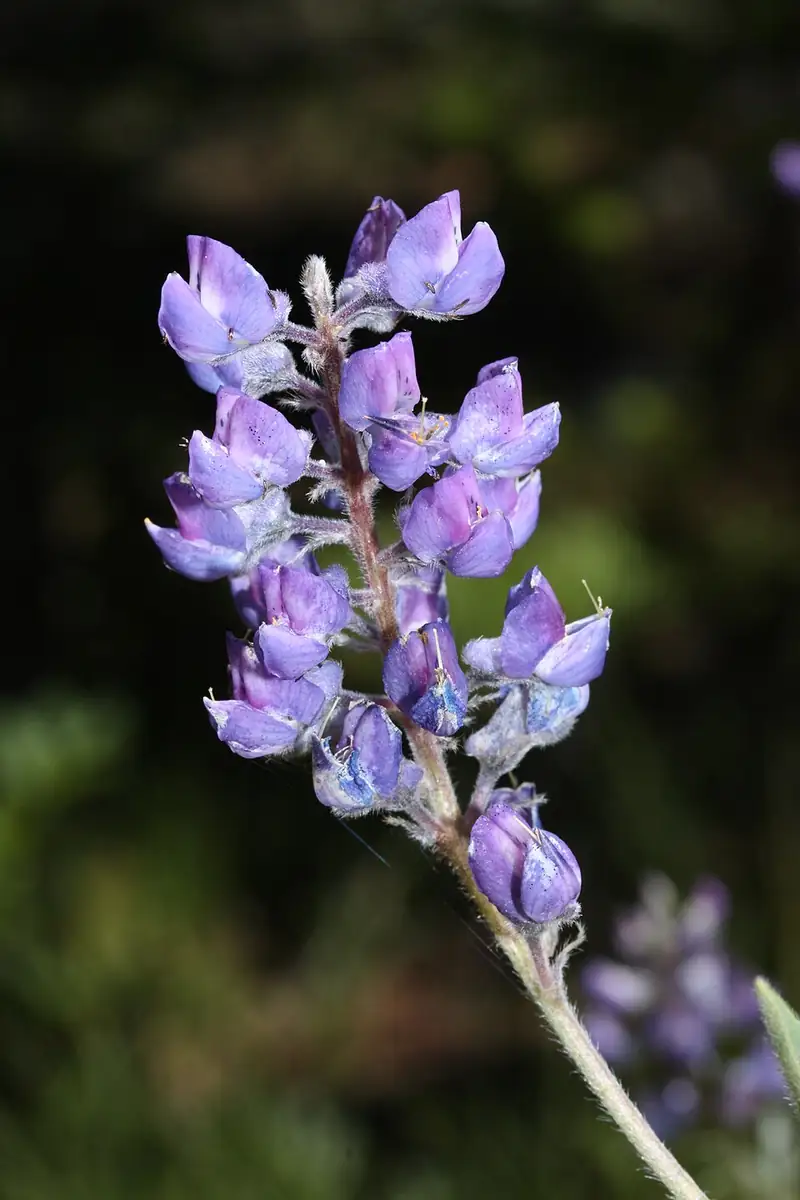 Hand-shaped lupine leaves and flower spikes in a subalpine meadow.