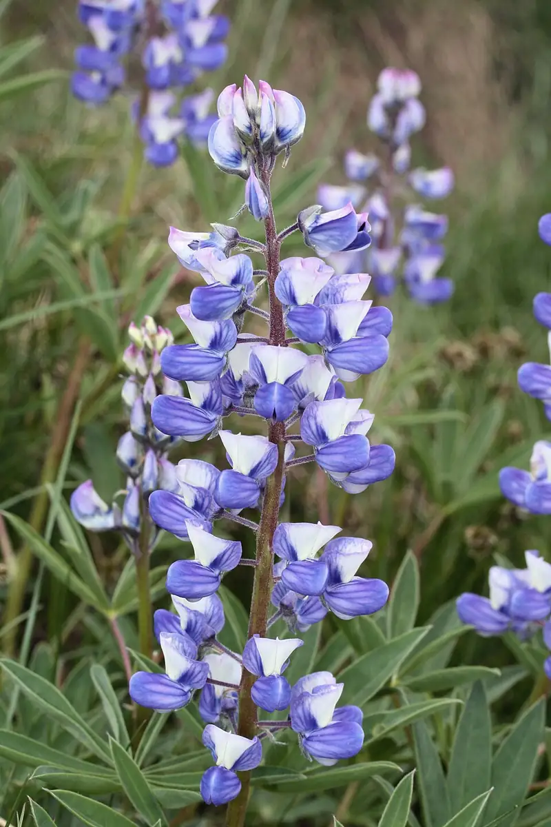 A cluster of blue-purple subalpine lupine flowers on a tall spike in a mountain meadow.
