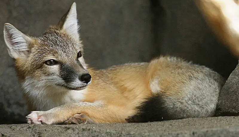 A swift fox sitting upright, showing its small, cat-like size.