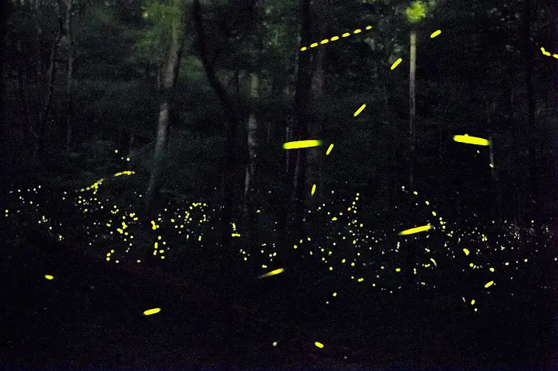 A long-exposure night photo of a dark forest filled with many yellow firefly trails and dots of light.