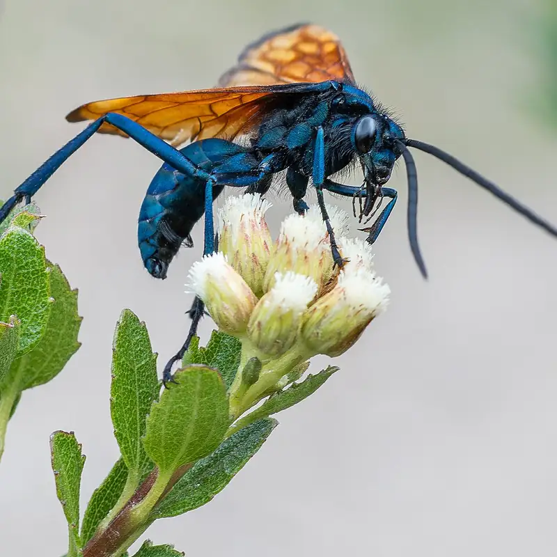 A tarantula hawk wasp beside a tarantula it is hunting.