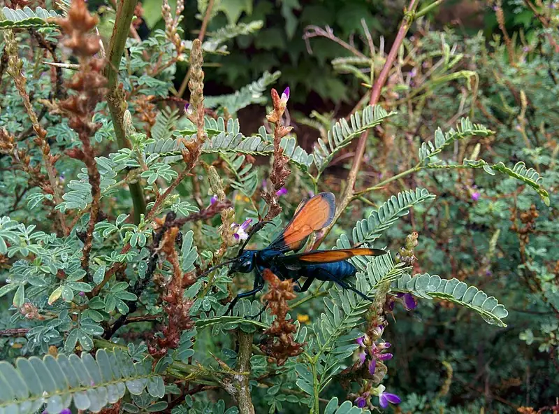 A large black tarantula hawk wasp with bright orange wings on a desert plant.