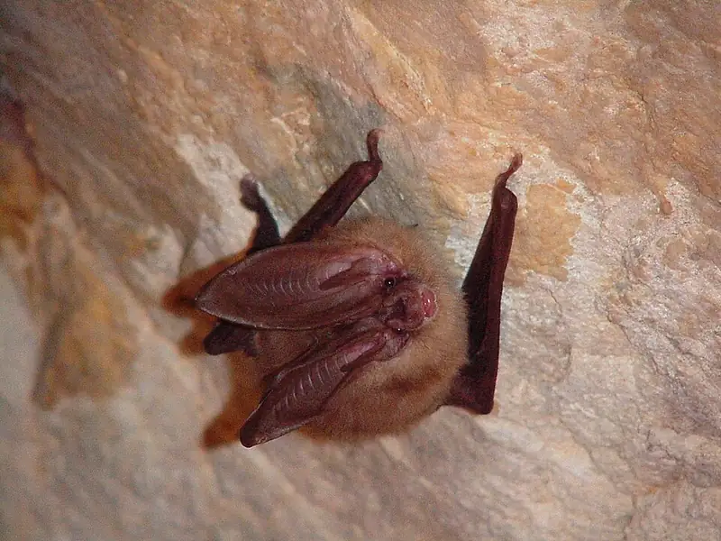 A Townsend's big-eared bat roosting, photographed by the National Park Service.