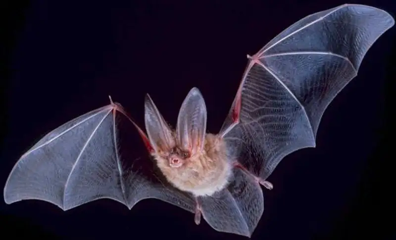 A Townsend's big-eared bat showing its very large curled ears.