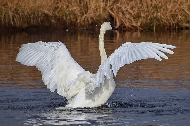 A trumpeter swan swimming on a still creek, its long neck reflected in the water.