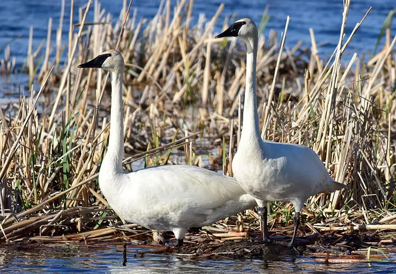 A pair of trumpeter swans swimming together on a wildlife refuge pond.