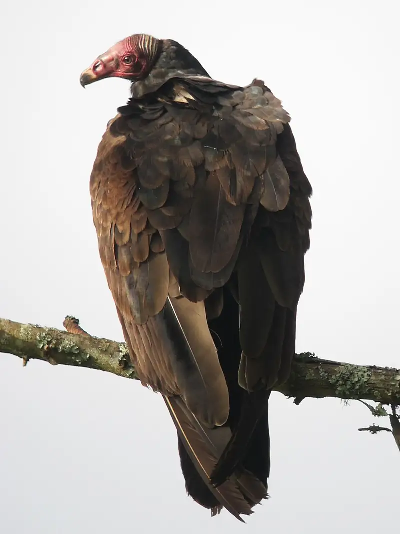 A turkey vulture perched on a lichen-covered branch, seen from behind with its bare red head turned to the side.