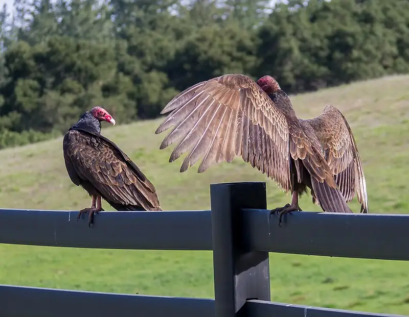 Two turkey vultures perched on a fence rail in a grassy field, one with its wings spread wide to sun itself.