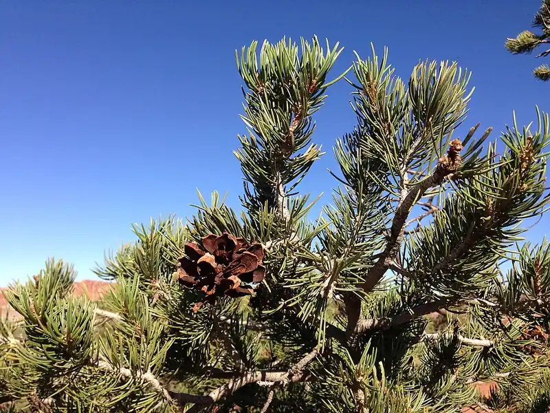 A close-up of two-needle pinyon branches showing needles and cones.