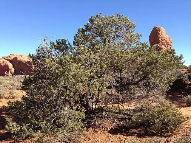 A two-needle pinyon pine growing among red rock in a dry, open woodland.