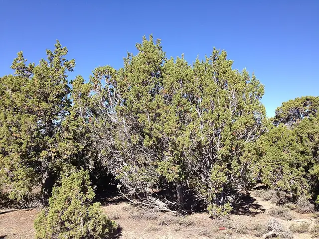 A short, twisted Utah juniper tree on a dry rocky slope.
