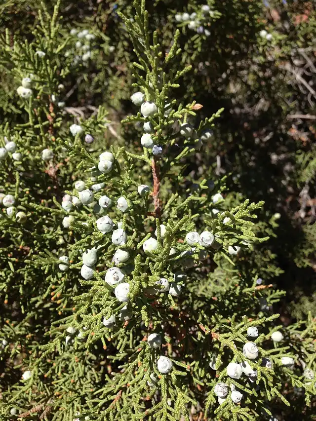 A close-up of Utah juniper's scale-like foliage studded with round, pale blue-gray cones.